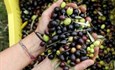 Nakon vinskih Hercegovina dobija i maslinarske ceste