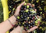 Nakon vinskih Hercegovina dobija i maslinarske ceste