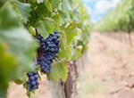 Hercegovački vinogradari bilježe iznadprosječan urod, očekuju vrhunsko vino