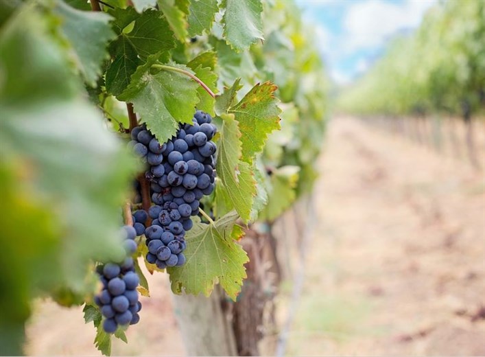 Hercegovački vinogradari bilježe iznadprosječan urod, očekuju vrhunsko vino