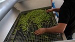 Hercegovina ulazi u sezonu maslina s devet uljara i rekordnim brojem stabala