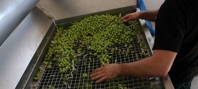 Hercegovina ulazi u sezonu maslina s devet uljara i rekordnim brojem stabala