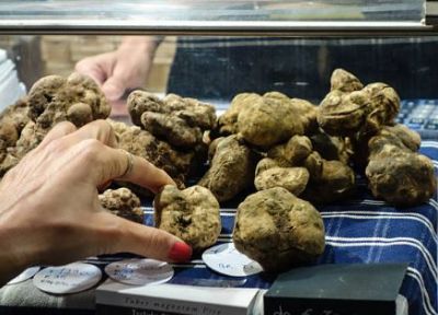 Potražnja za tartufima u BiH u porastu, jeftiniji nego u Italiji i...