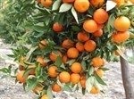 Tone mandarina propadaju zbog niskih otkupnih cijena