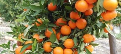 Tone mandarina propadaju zbog niskih otkupnih cijena