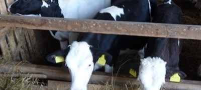 Farma iz Gradiške ugasila proizvodnju: Krave prodali kolegi u FBiH