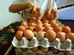 Domaća jaja traže mjesto u Lidlu