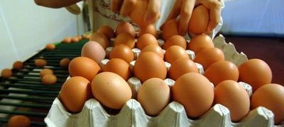 Domaća jaja traže mjesto u Lidlu