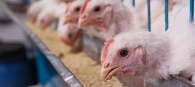 Protest građana zbog megainvesticije ukrajinskog milijardera u Hrvatskoj