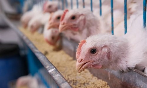 Protest građana zbog megainvesticije ukrajinskog milijardera u Hrvatskoj