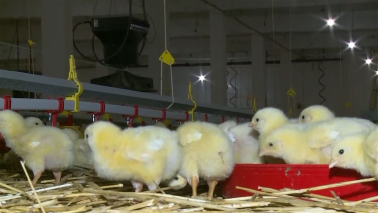 Peradarstvo u istočnoj Bosni se gasi u tišini