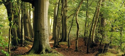 Šume RS kasne s isplatom plate, kupci otkazuju narudžbe