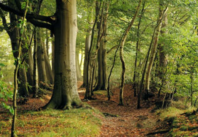 Šume RS kasne s isplatom plate, kupci otkazuju narudžbe