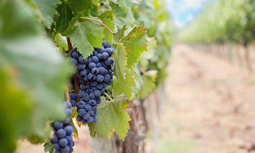 Velika potražnja za žilavkom: Vinarija Domano podiže nove nasade