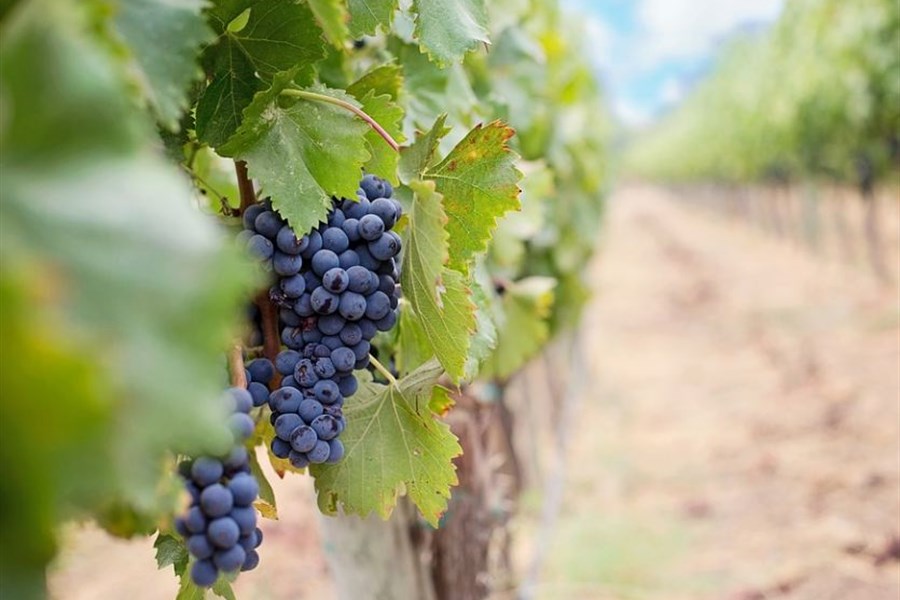 Velika potražnja za žilavkom: Vinarija Domano podiže nove nasade