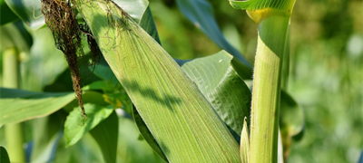 Slovenija: Prva robotska sjetva kukuruza