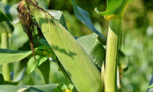 Slovenija: Prva robotska sjetva kukuruza