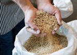 Otkupljivači i prerađivači spremni da preuzmu sve ponuđene tržišne viškove pšenice