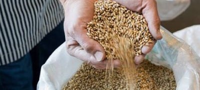 Otkupljivači i prerađivači spremni da preuzmu sve ponuđene tržišne viškove pšenice