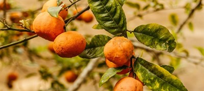 Dosta mandarina u dolini Neretve ostat će neobrano