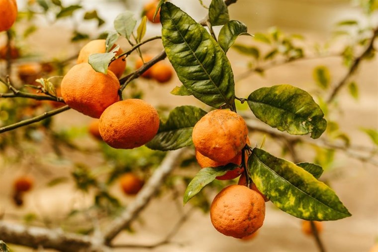 Dosta mandarina u dolini Neretve ostat će neobrano