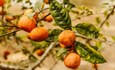 Dolina Neretve: Mandarine ove godine sitnije, prijeti muha