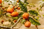 Dolina Neretve: Mandarine ove godine sitnije, prijeti muha