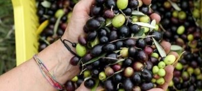 Nakon vinskih Hercegovina dobija i maslinarske ceste