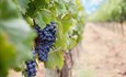 Hercegovački vinogradari bilježe iznadprosječan urod, očekuju vrhunsko vino