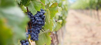 Hercegovački vinogradari bilježe iznadprosječan urod, očekuju vrhunsko vino