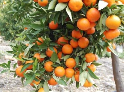 Tone mandarina propadaju zbog niskih otkupnih cijena