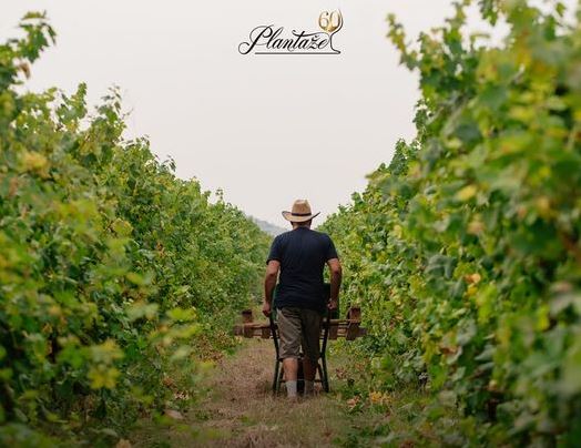 Tvrtka 13. jul Plantaže izlazi iz krize