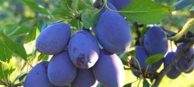 U 2025. u FBiH smanjena proizvodnja kukuruza, krompira, duhana, jabuka i šljiva