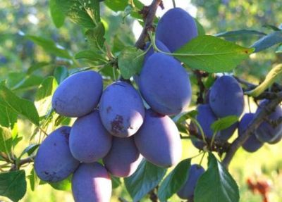 U 2025. u FBiH smanjena proizvodnja kukuruza, krompira, duhana, jabuka...