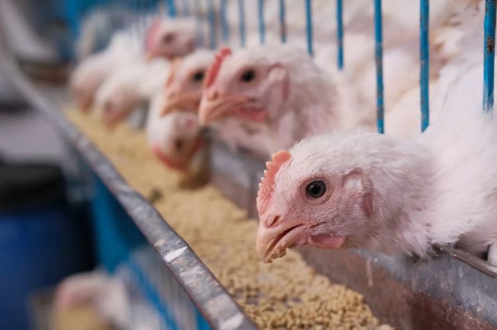 Protest građana zbog megainvesticije ukrajinskog milijardera u Hrvatskoj