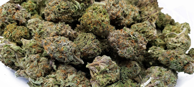 Makedonija: Šest tvrtki gubi dozvole za uzgoj marihuane