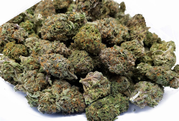 Makedonija: Šest tvrtki gubi dozvole za uzgoj marihuane