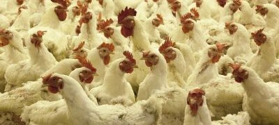 Kontrola svih farmi zbog ptičijeg gripa