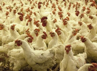 Kontrola svih farmi zbog ptičijeg gripa