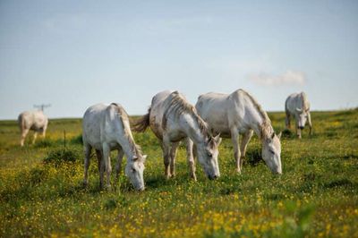 Ergela lipicanera Vučijak dobila neočekivan poklon