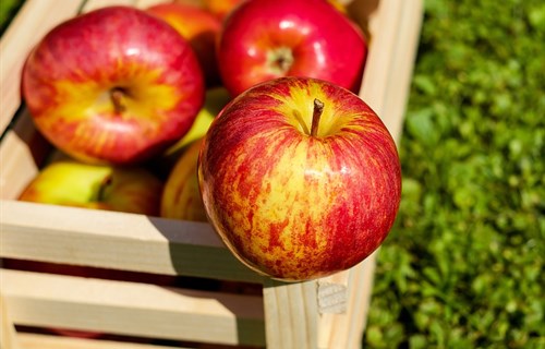 Jabuke i kruške iz BiH ponovo na ruskom tržištu