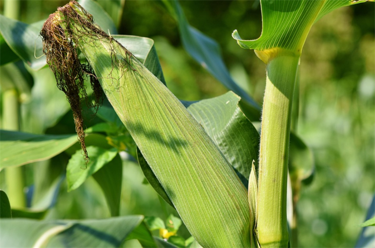 Slovenija: Prva robotska sjetva kukuruza