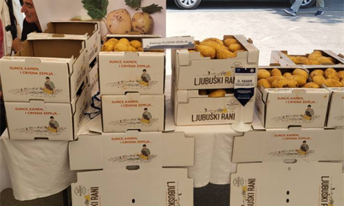 Ljubuški rani krompir bilježi prosječan urod, cijene niže nego lani