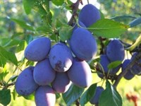 Nezapamćen rod šljive u BiH, izvoz za trgovačke lance u Njemačkoj