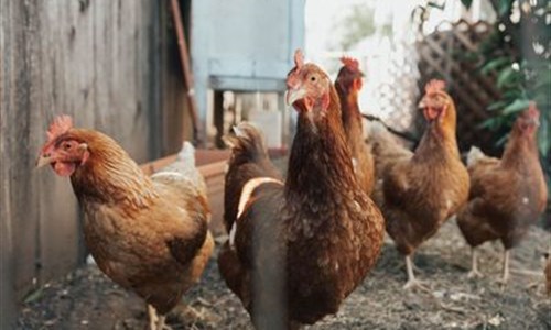 Predizborna donacija? Opština Pale dijeli 6.000 koka nosilja