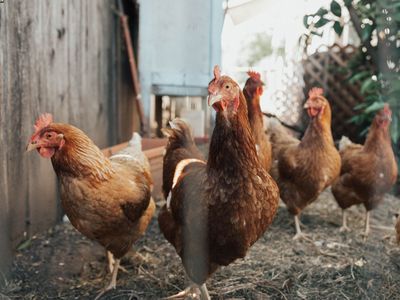 Predizborna donacija? Opština Pale dijeli 6.000 koka nosilja