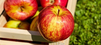 Rekordan izvoz bh. jabuka i krušaka u Rusiju