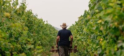 Nema više Bosanaca, Indijci beru grožđe u Crnoj Gori
