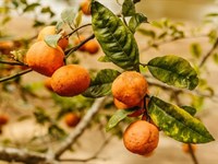 Arivera Fruit planira pakirati 10.000 tona mandarina u otkupnom centru...