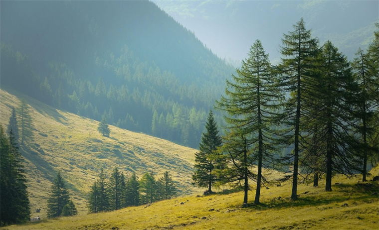 Šume RS se zadužuju za 55 miliona KM